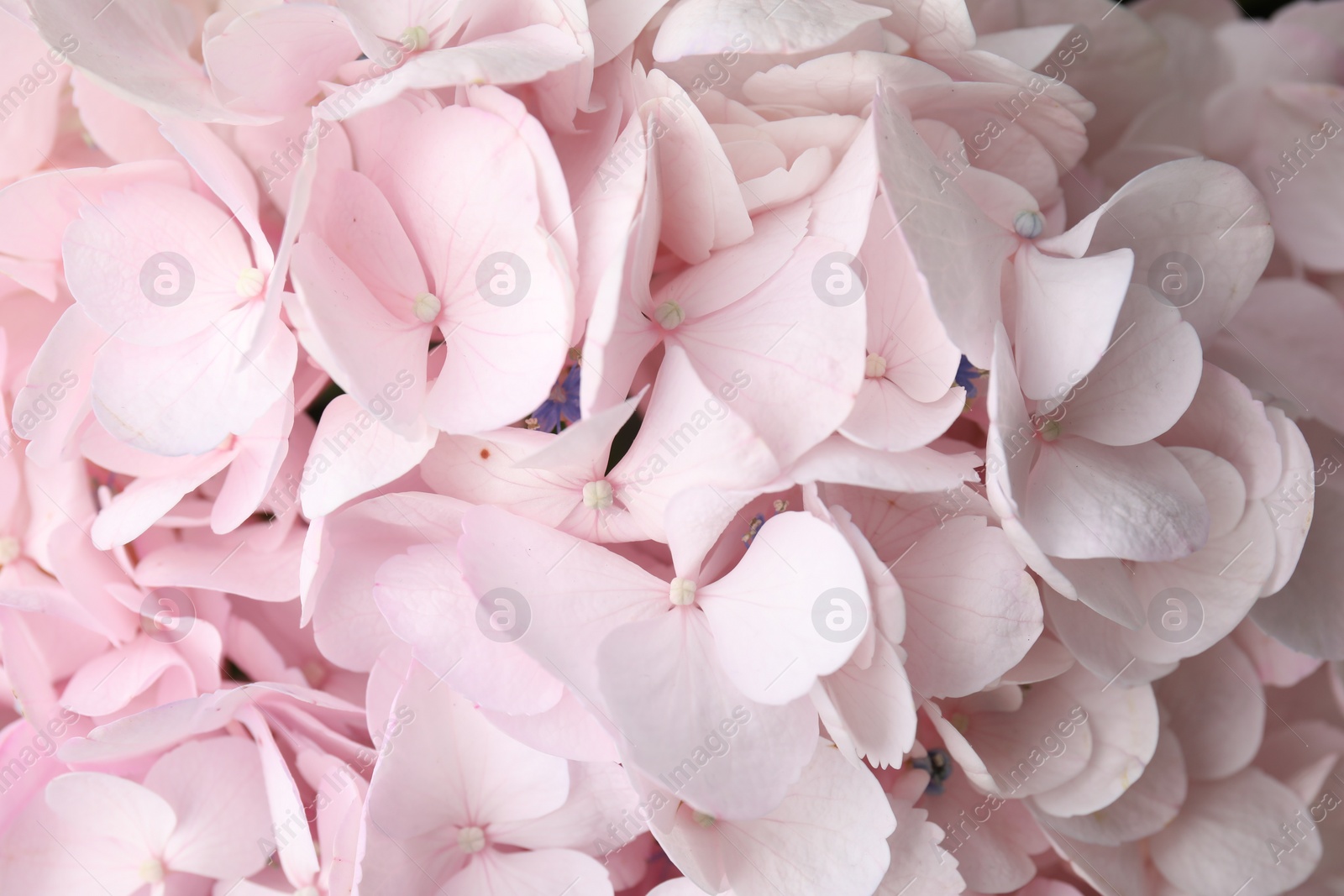 Photo of Beautiful pink hydrangea flowers as background, top view