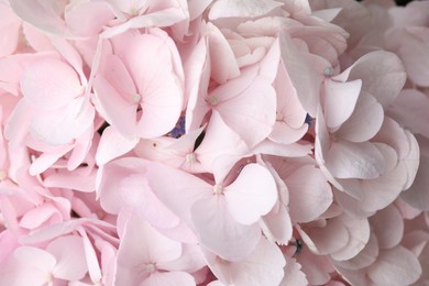 Photo of Beautiful pink hydrangea flowers as background, top view