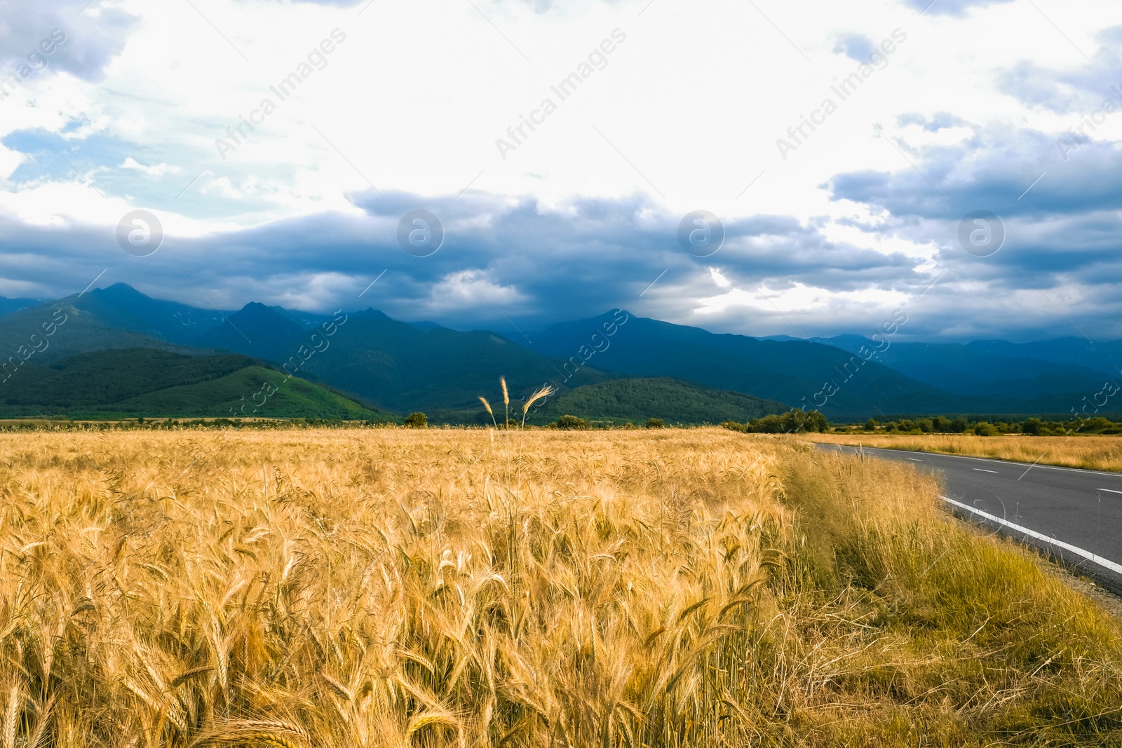 Photo of Picturesque view of wheat field and cloudy sky