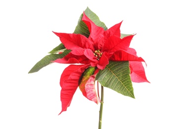 Beautiful poinsettia on white background. Traditional Christmas flower