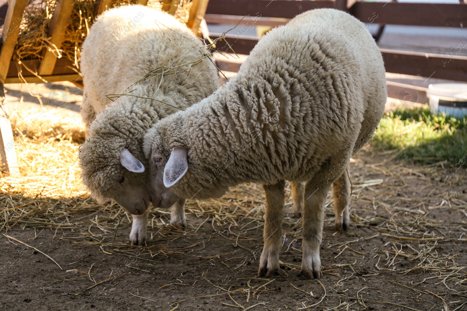 Photo of Cute funny sheep on farm. Animal husbandry