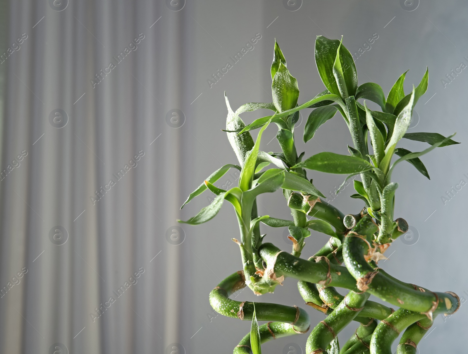 Photo of Green bamboo plant on blurred background. Space for text