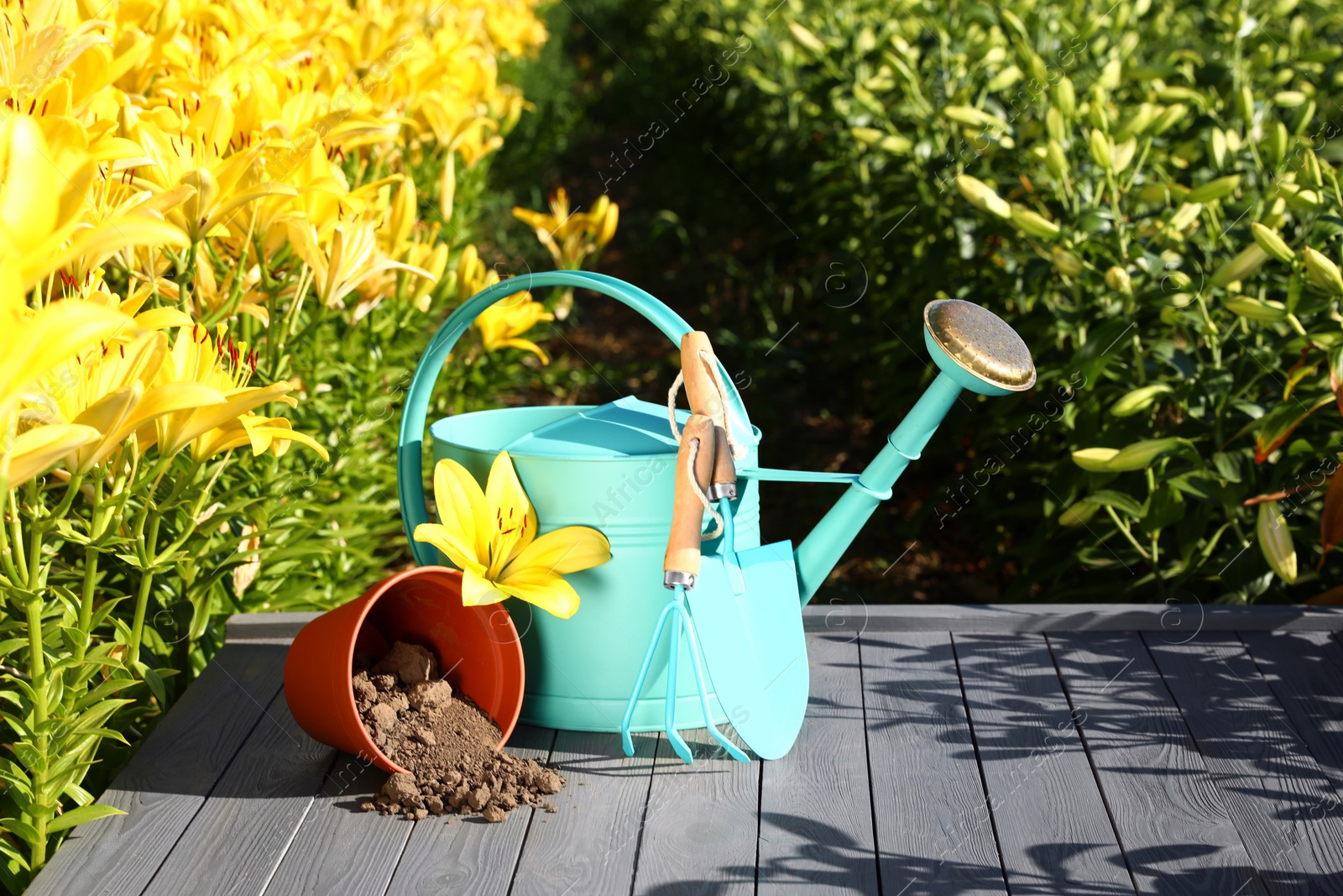 Photo of Yellow lily and gardening tools on grey table in flower field