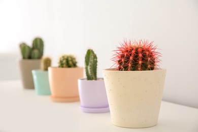 Beautiful cacti in flowerpots on white table indoors