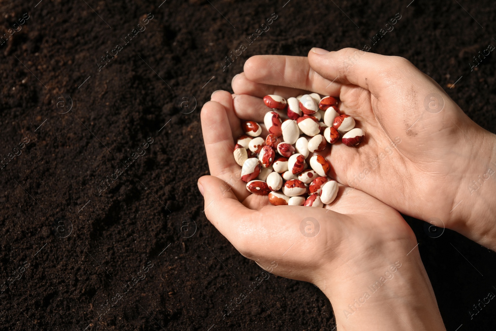 Photo of Woman holding pile of beans over soil, above view with space for text. Vegetable seeds planting