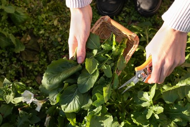 Photo of Woman cutting fresh arugula leaves with pruner outdoors, top view