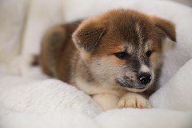 Photo of Adorable Akita Inu puppy in dog bed, closeup