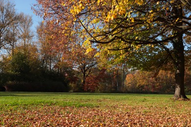 Photo of Picturesque view of park with beautiful trees. Autumn season