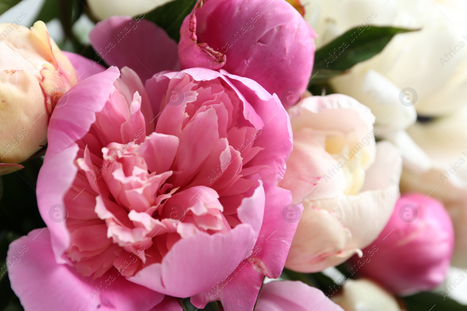 Photo of Closeup view of beautiful fragrant peony flowers