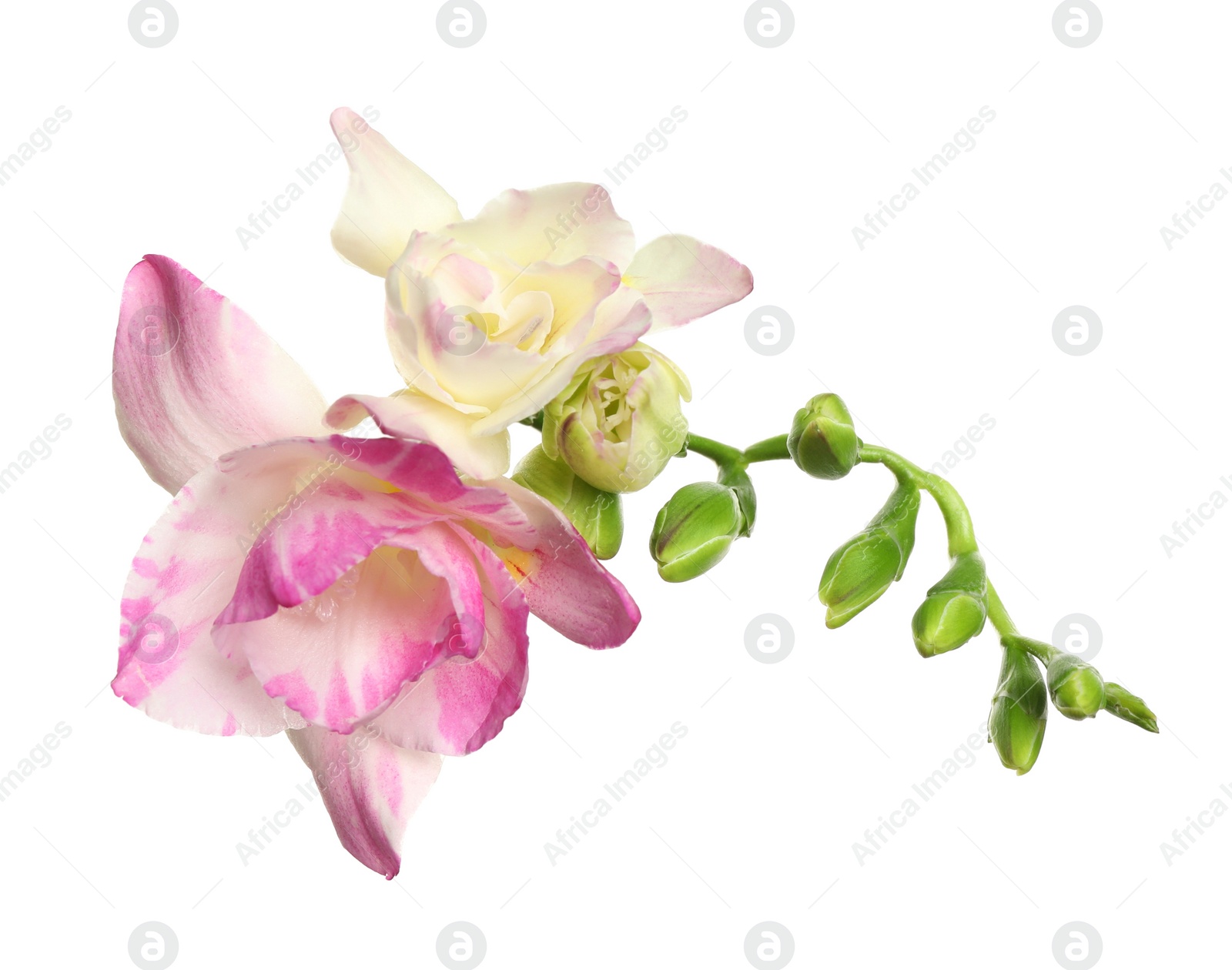 Photo of Beautiful bright freesia flowers on white background