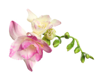 Photo of Beautiful bright freesia flowers on white background