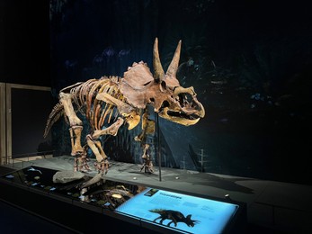 Leiden, Netherlands - June 18, 2022: Life size skeleton of Triceratops in Naturalis Biodiversity Center