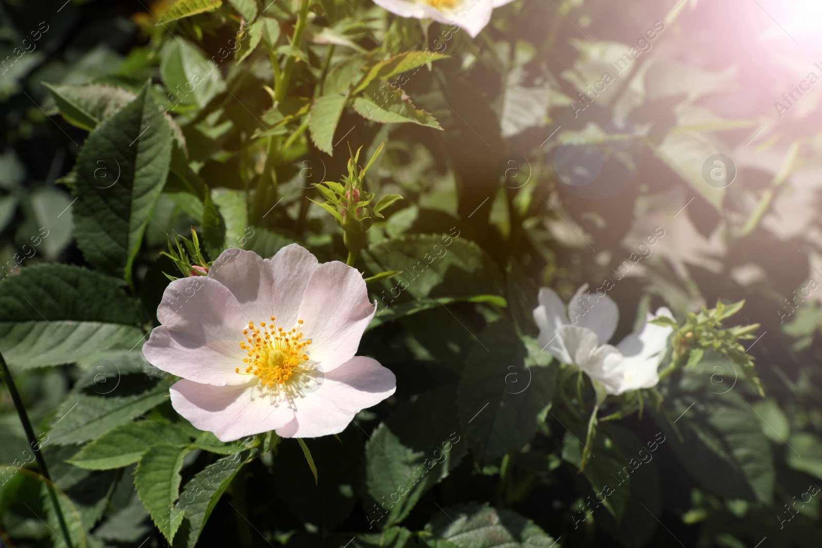 Photo of Beautiful blooming rose hip flowers on bush outdoors