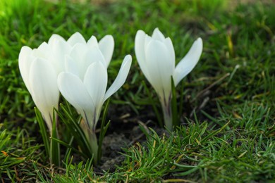 Photo of Beautiful white crocus flowers growing in garden