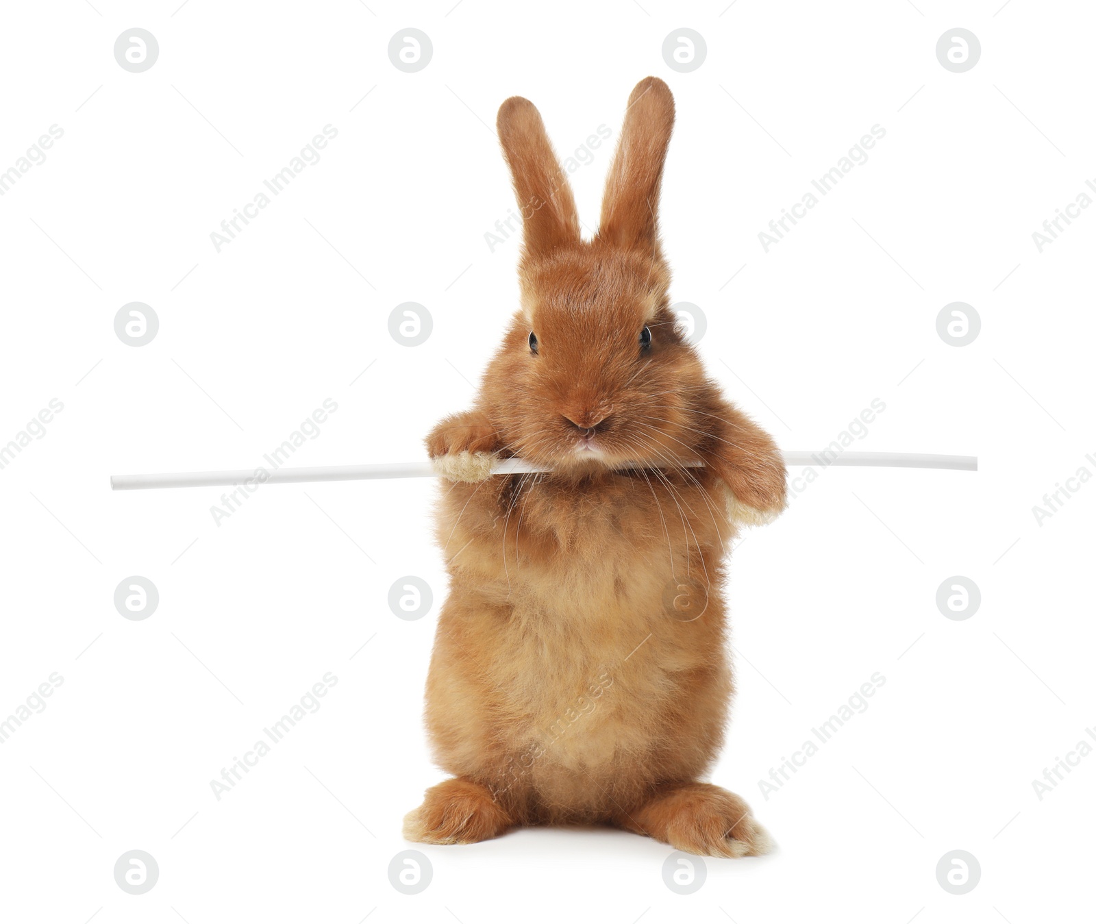 Photo of Adorable fluffy bunny rabbit on white background