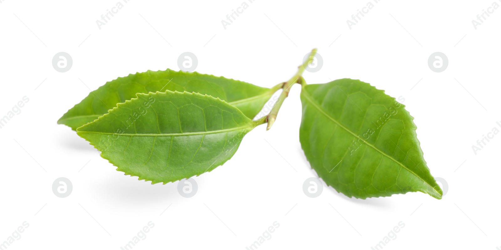 Photo of Green leaves of tea plant isolated on white