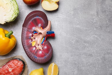 Photo of Flat lay composition with kidney model and different products on grey table, space for text