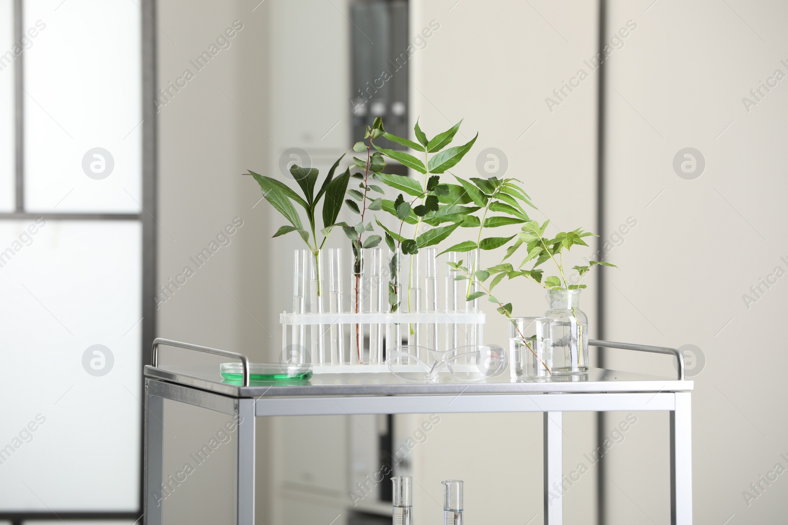 Photo of Test tubes with liquid and plants on metal table in laboratory