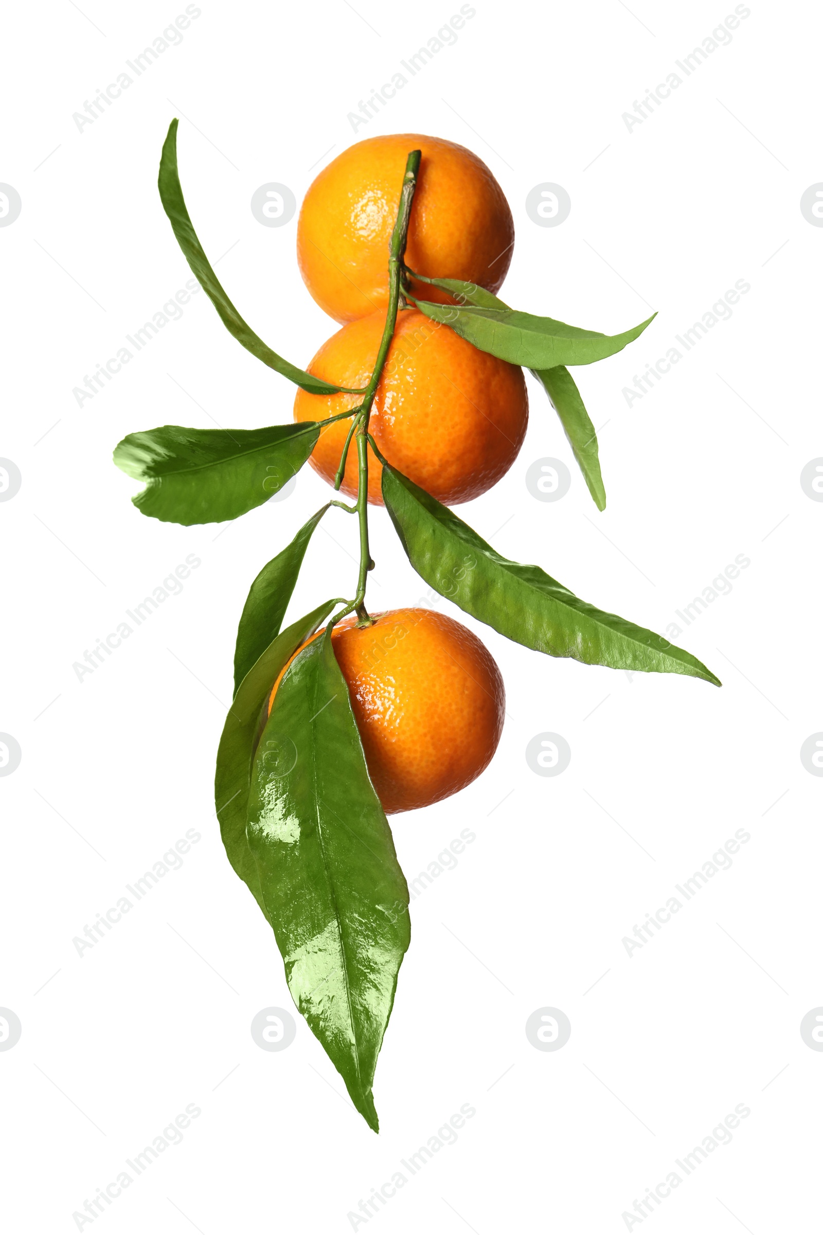 Photo of Fresh tangerines with green leaves isolated on white