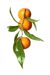 Photo of Fresh tangerines with green leaves isolated on white