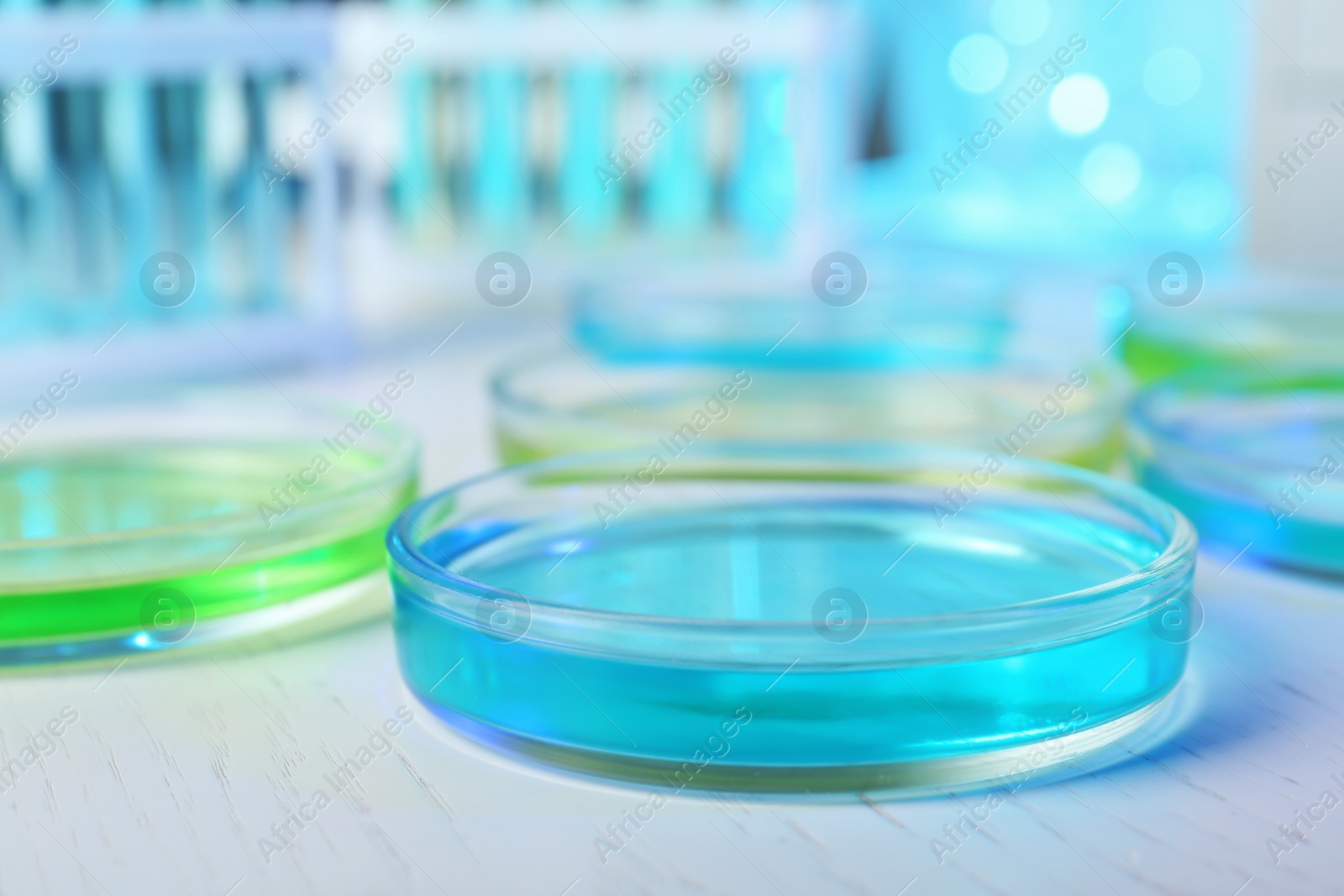 Photo of Petri dishes with liquid on table in laboratory. Chemical analysis