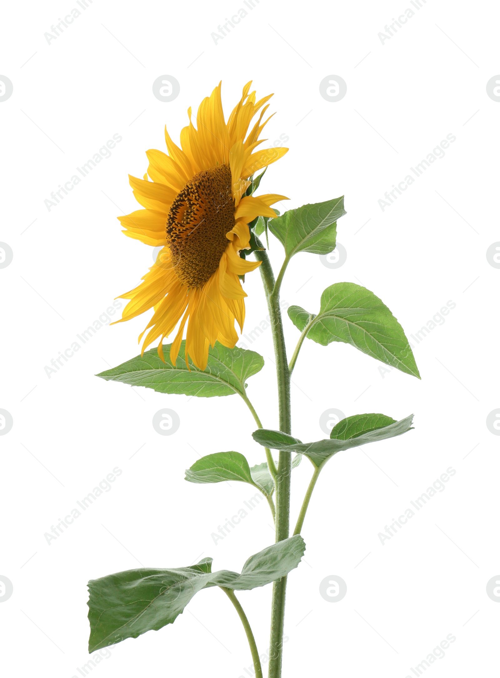 Photo of Beautiful bright blooming sunflower isolated on white