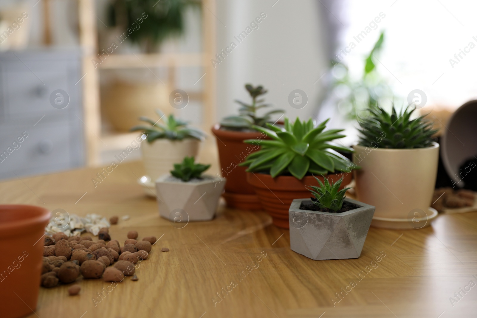 Photo of Beautiful potted plants on wooden table at home. Engaging hobby