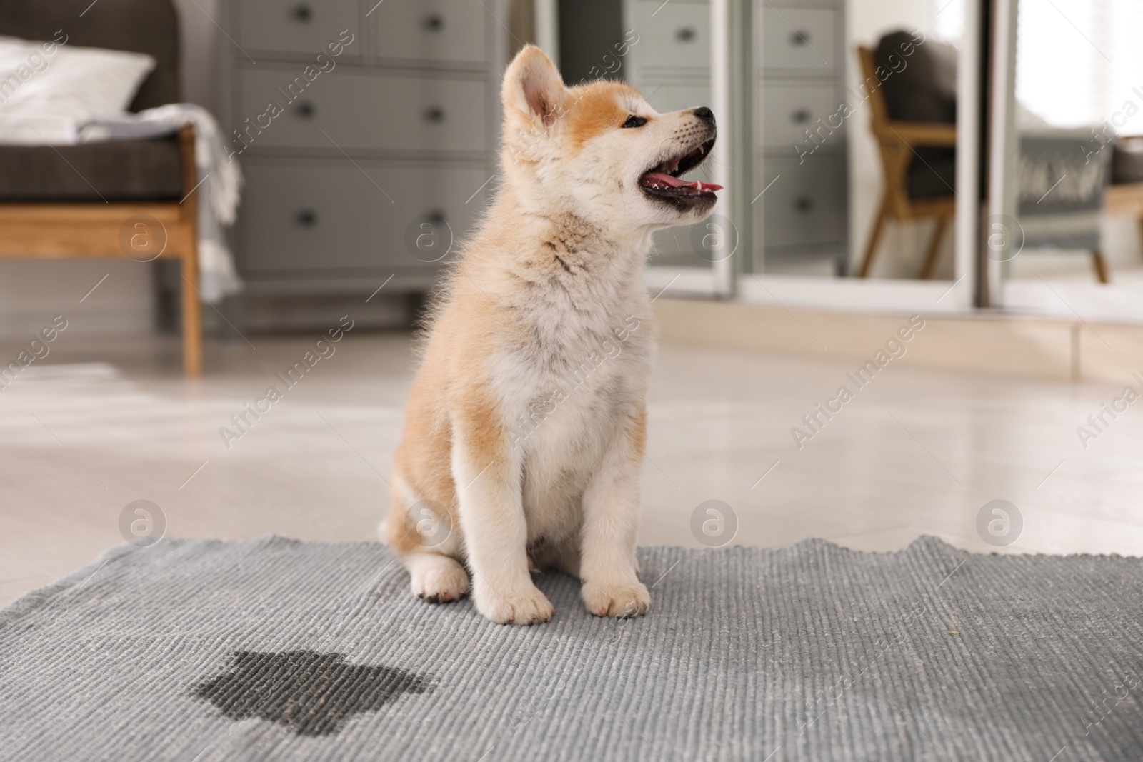 Photo of Adorable akita inu puppy near puddle on rug at home