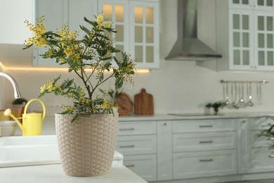 Beautiful potted mimosa plant on countertop in kitchen, space for text