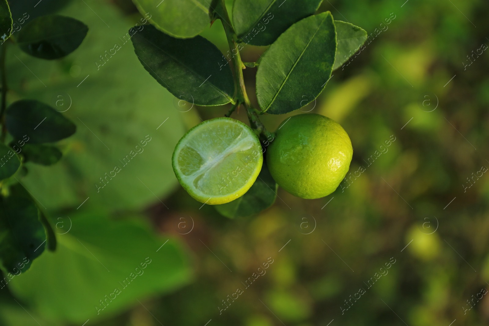 Photo of Ripe limes growing on tree in garden, closeup