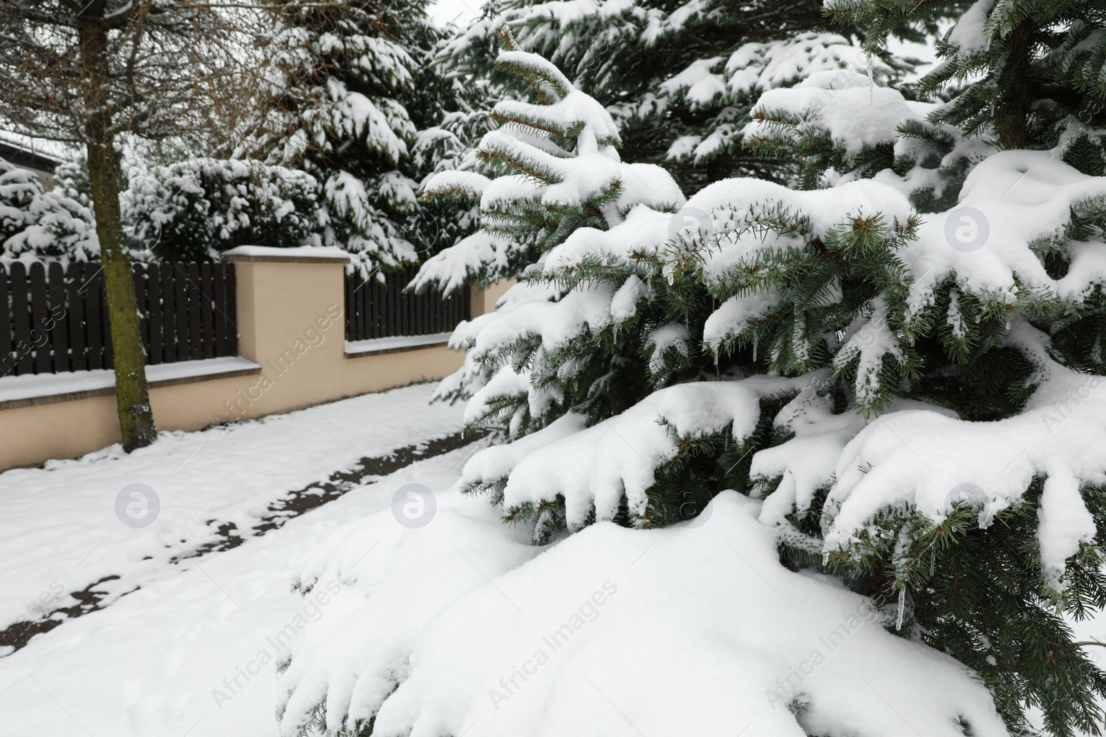 Photo of Fir tree covered with snow on winter day