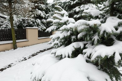 Fir tree covered with snow on winter day