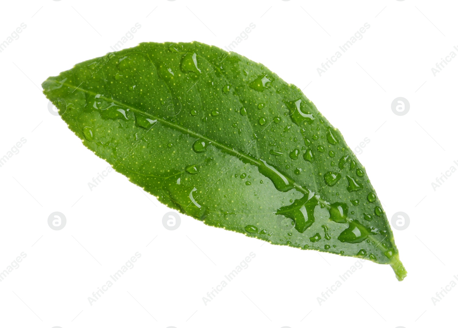 Photo of Fresh green citrus leaf with water drops on white background