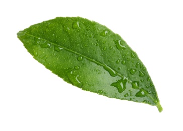 Photo of Fresh green citrus leaf with water drops on white background