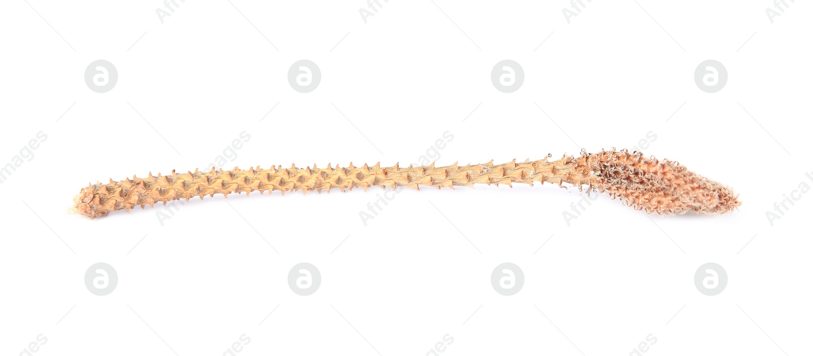 Photo of Dry tree twig without leaves isolated on white