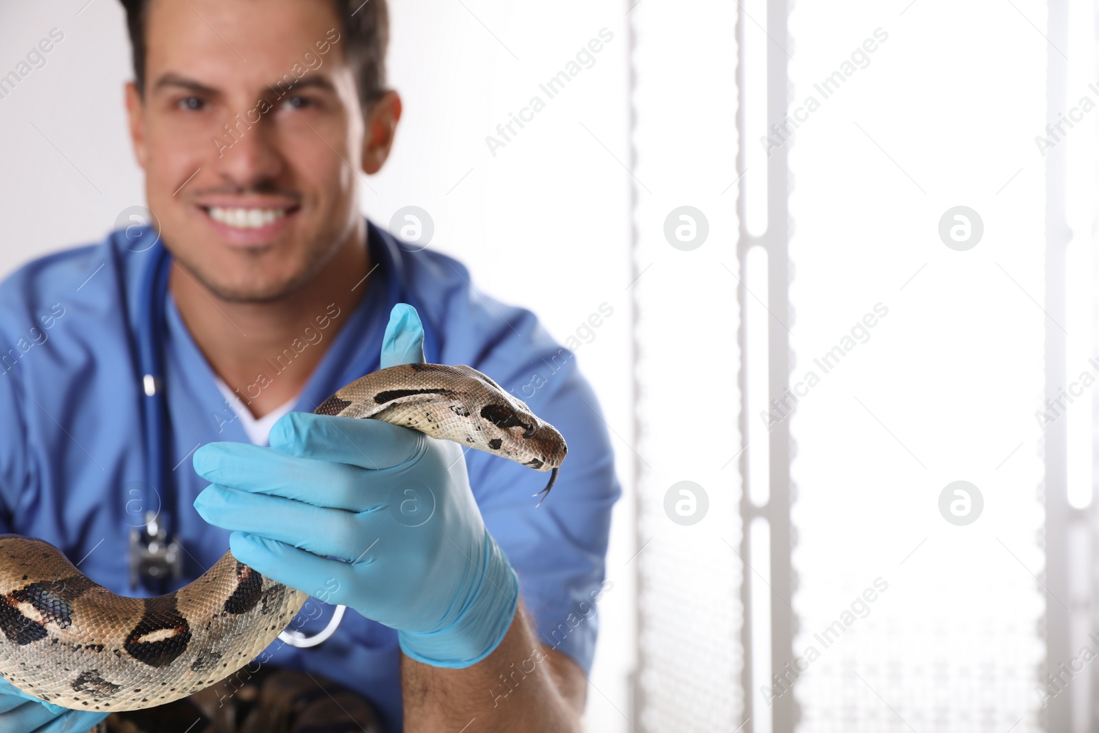 Photo of Male veterinarian examining boa constrictor in clinic, focus on hand