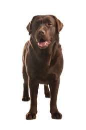 Photo of Chocolate labrador retriever standing on white background