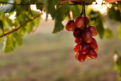 Fresh ripe juicy grapes growing in vineyard