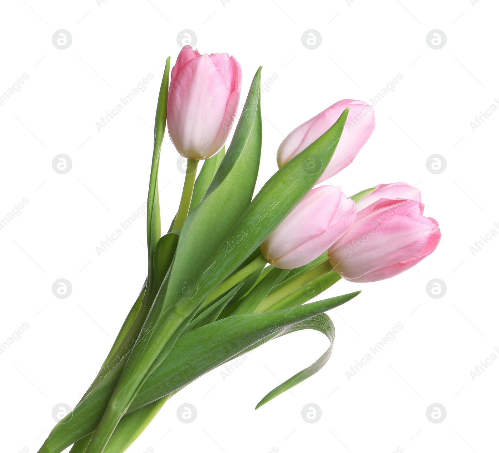 Photo of Beautiful bouquet of tulips isolated on white