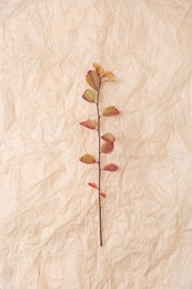 Photo of Branch with autumn leaves on parchment paper, top view