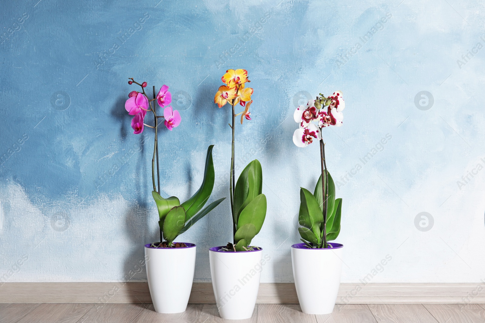 Photo of Beautiful tropical orchid flowers in pots on floor near color wall