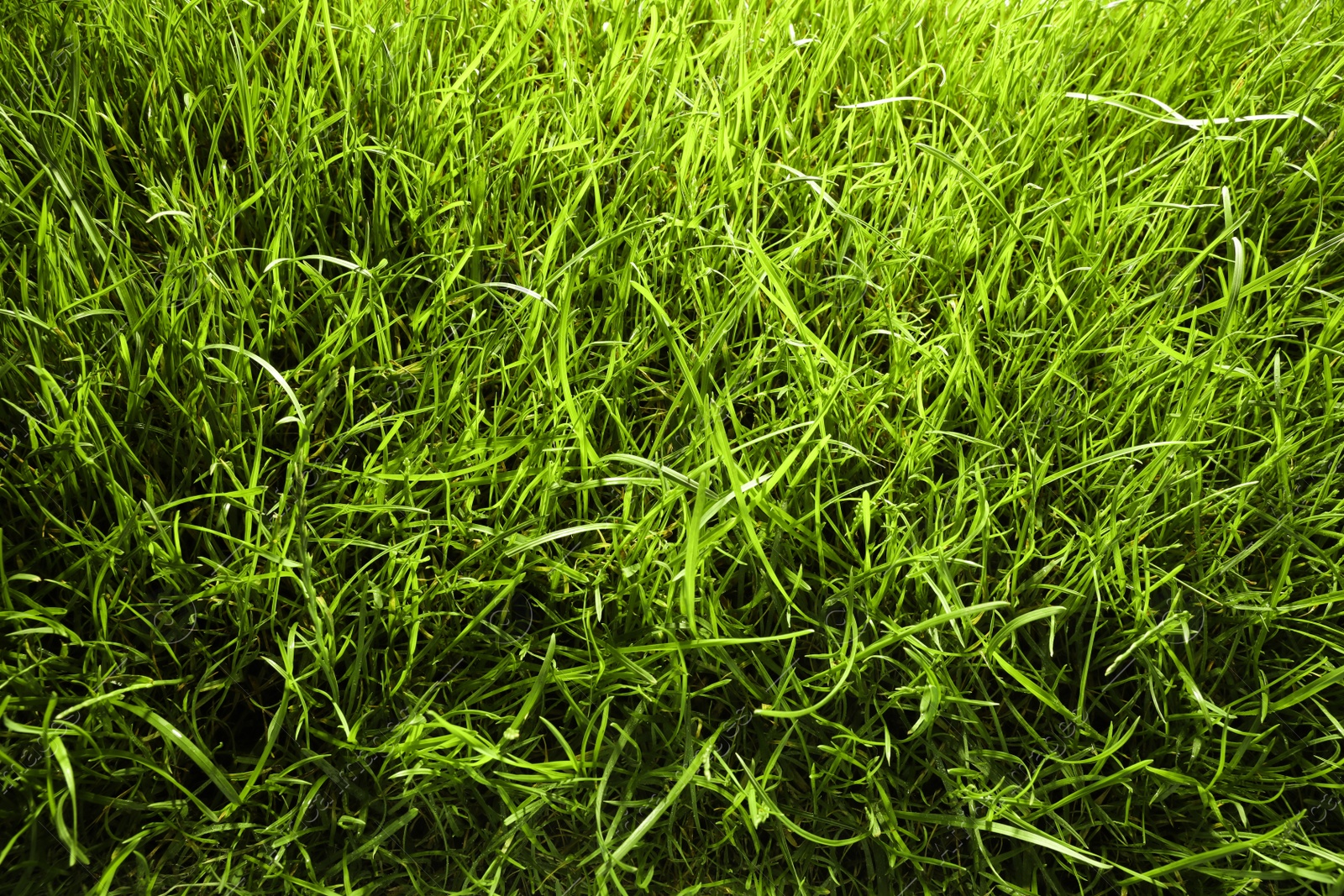 Photo of Beautiful green grass as background, above view