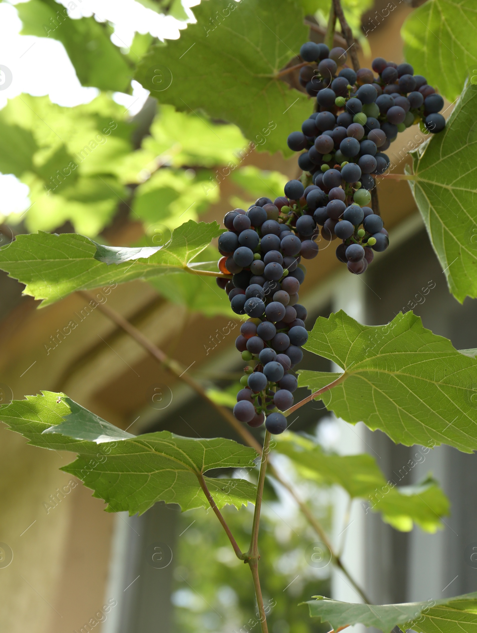 Photo of Ripe juicy grapes on branch growing in vineyard, low angle view. Space for text