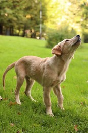 Cute Labrador Retriever puppy on green grass in park