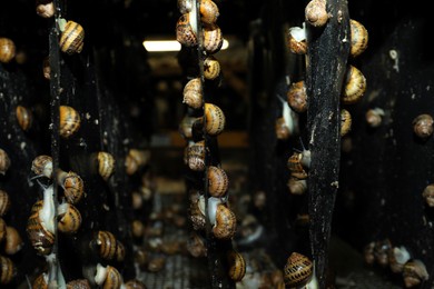 Many snails crawling on black walls indoors