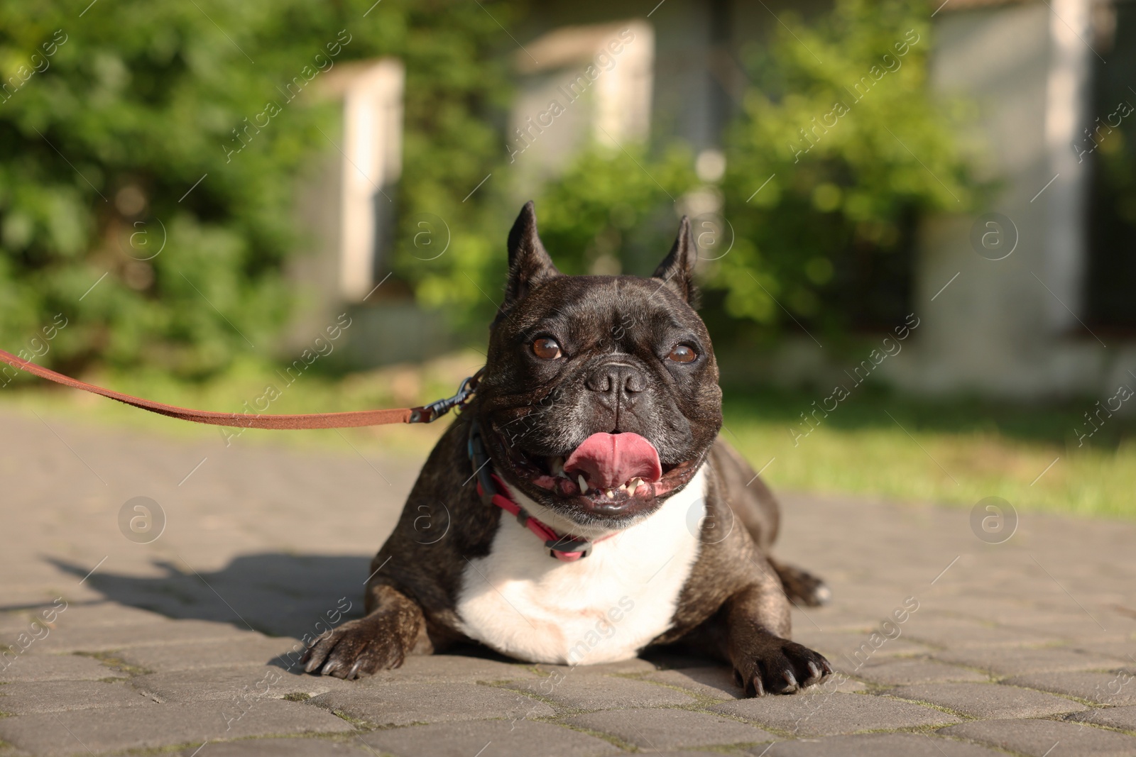 Photo of French Bulldog lying on pavement outdoors. Cute pet on walk