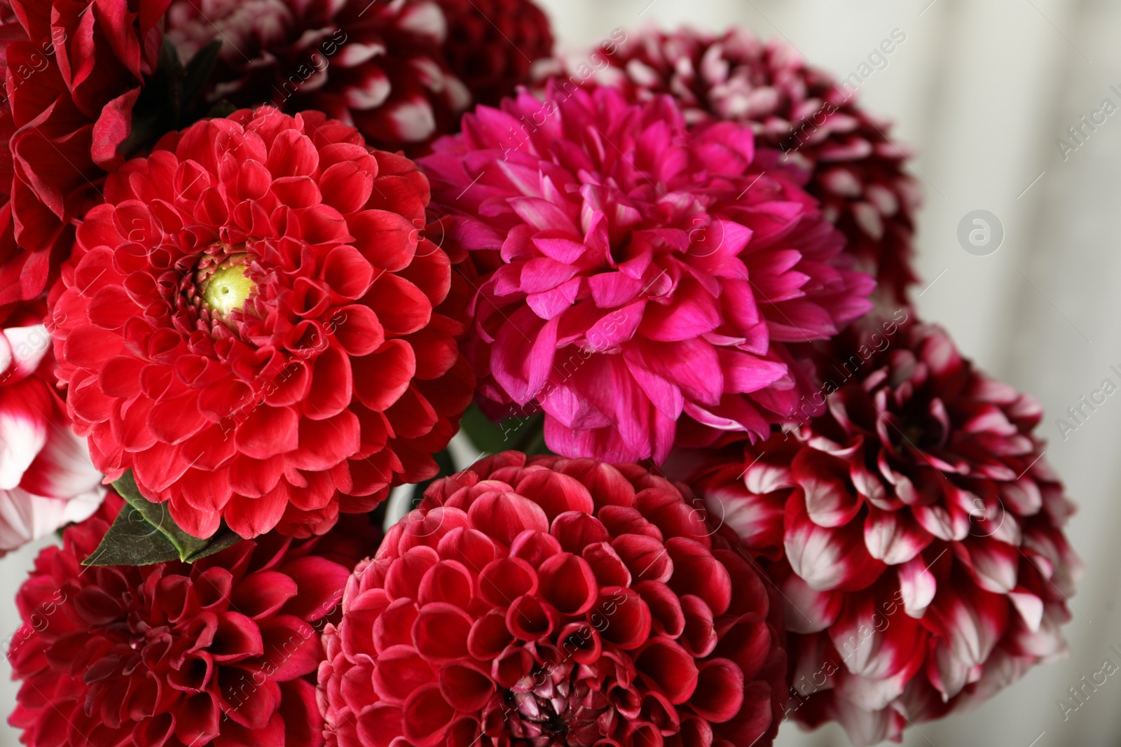 Photo of Beautiful dahlia flowers on blurred background, closeup