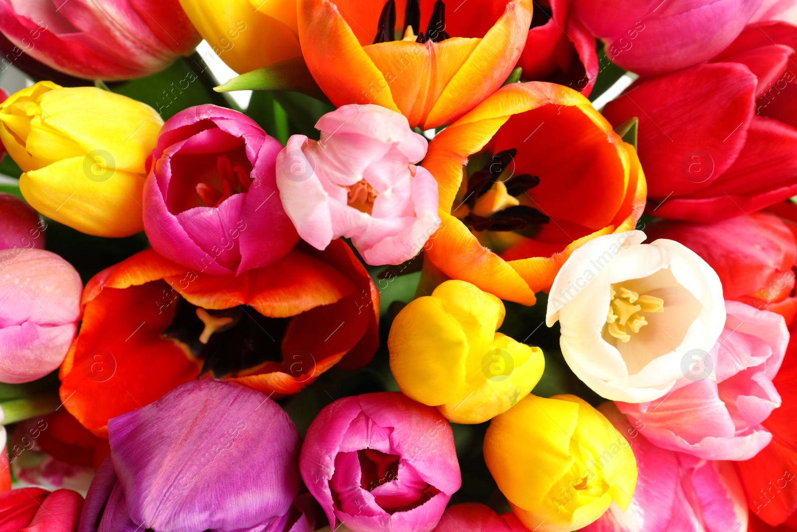 Photo of Beautiful bright spring tulip flowers as background