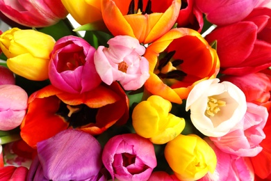 Photo of Beautiful bright spring tulip flowers as background