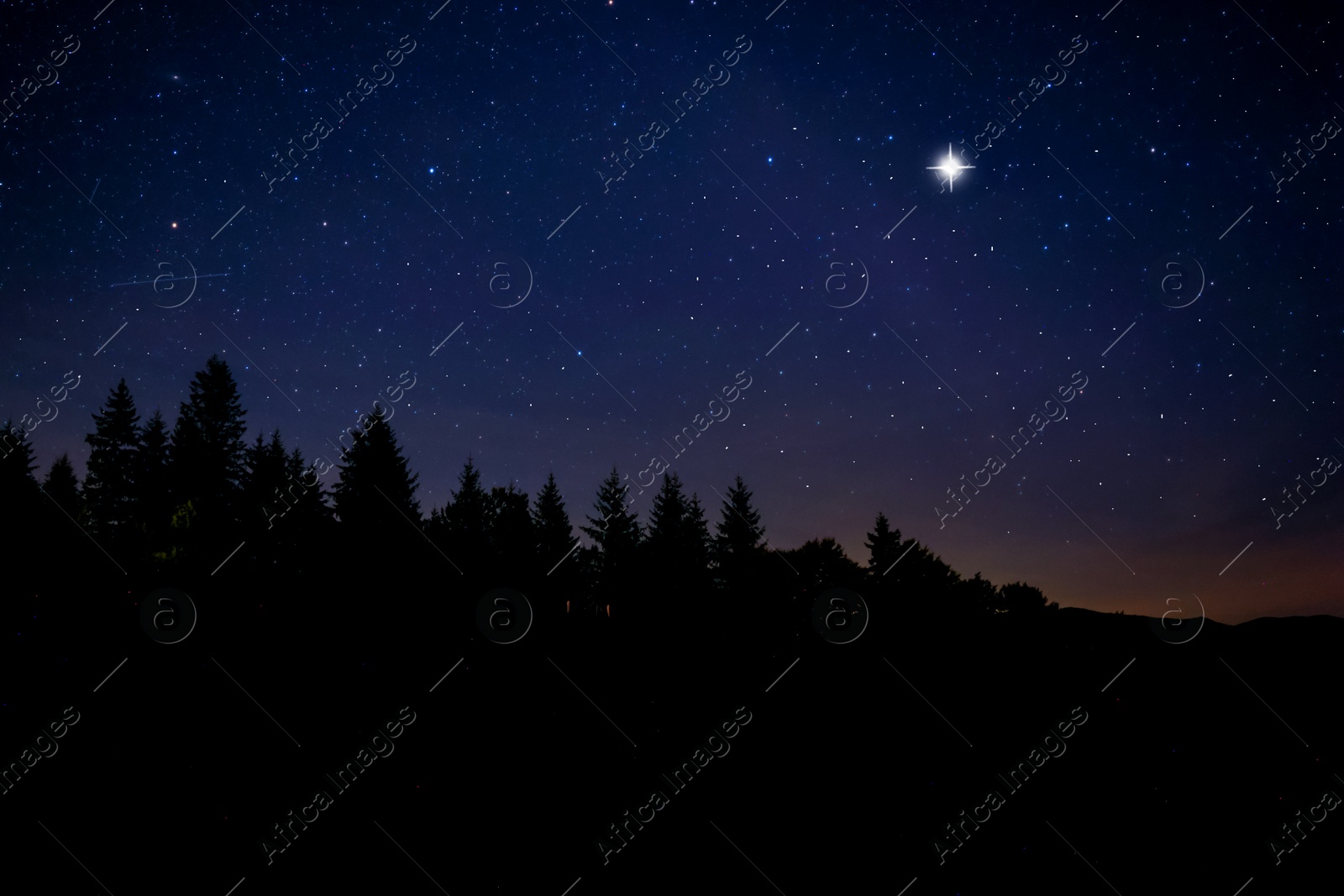 Image of Countless twinkling stars in night sky over forest